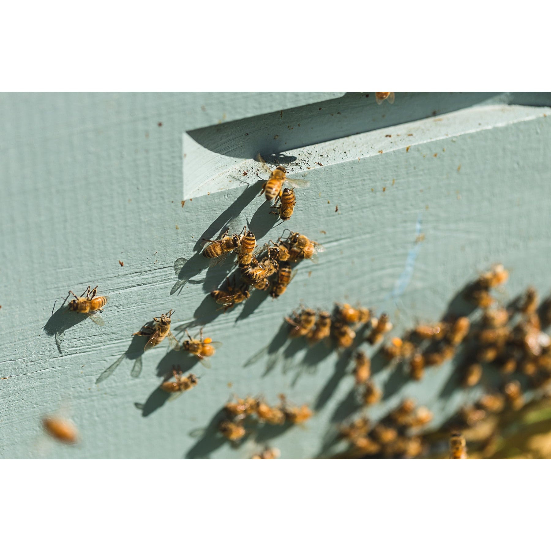 The True Honey Co. Manuka Honig MGO 300+ UMF 11+ (250g) - Gourmet Markt