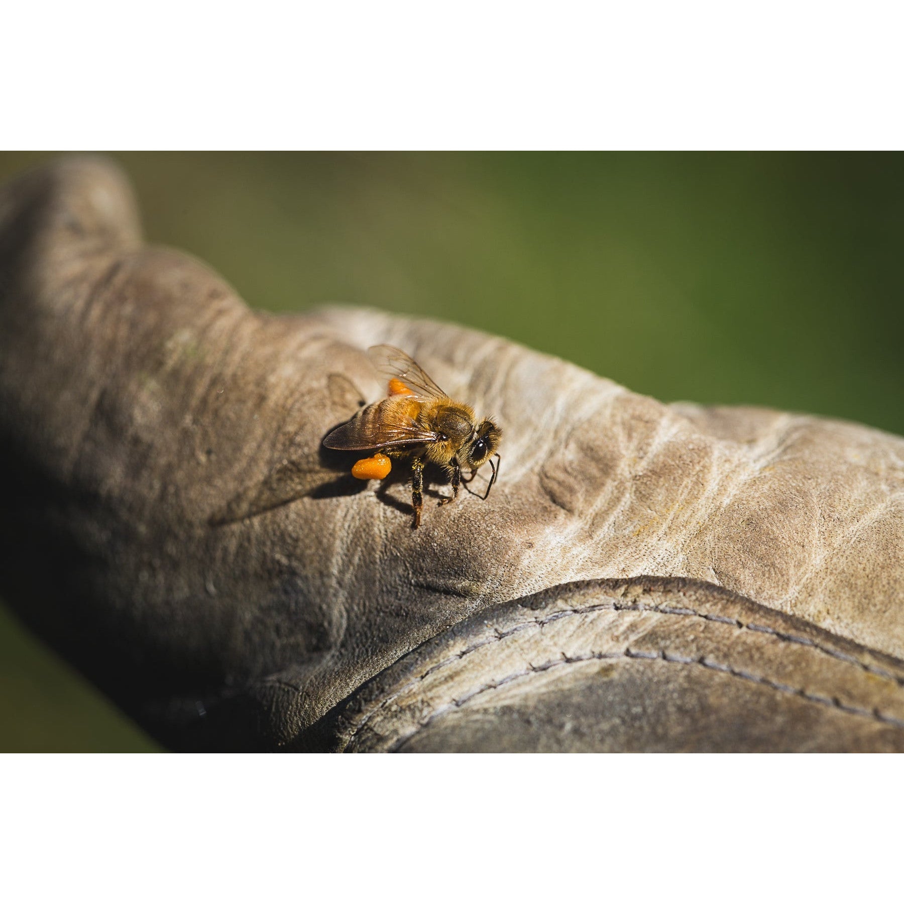 The True Honey Co. Manuka Honig MGO 500+ UMF 15+ (250g) - Gourmet Markt